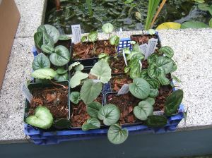 All these Cyclamen came out of that box - each one in its own cardboard tube filled with bubble wrap