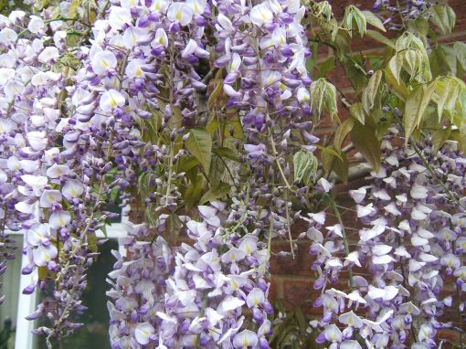 The wisteria should be the star of the show this year